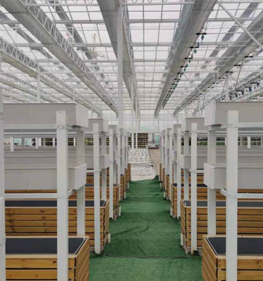 溫室大棚建設廠家